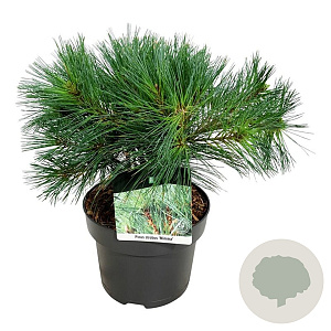 Pinus strobus 'Minima' 25-30 cm