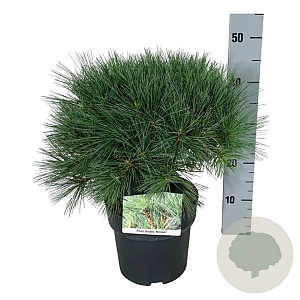 Pinus strobus 'Minima' 30-40 cm 4,5L