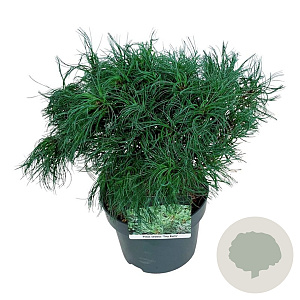 Pinus strobus 'Tiny Kurls' 30-40 cm 4,5L