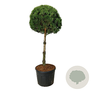 Pinus sylvestris 100 cm cont. 130L
