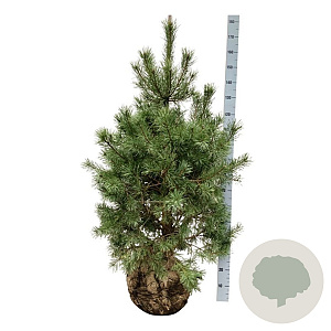 Pinus sylvestris 125-150 cm draadkluit extra