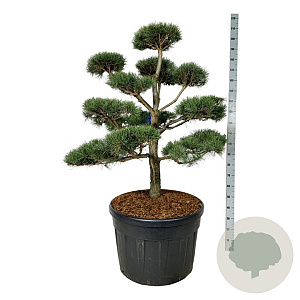 Pinus sylvestris 125-150 cm cont. 180L bonsai