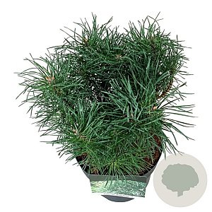 Pinus sylv. Blue Pearl 20-25 cm