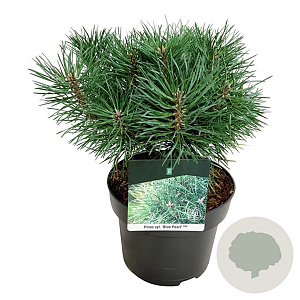 Pinus sylv. Blue Pearl 25-30 cm