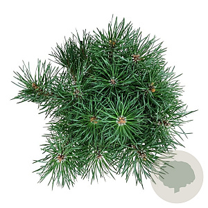 Pinus sylv. Blue Pearl 25-30 cm