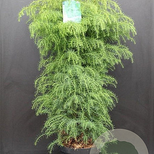 Cryptomeria j. 'Elegans Viridis' 60-80 cm 7,5L