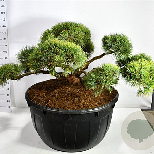 Pinus sylv. 'Repens' 150-175 cm cont. 500L bonsai