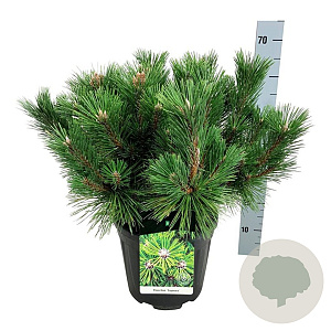 Pinus thunbergii 'Sayonara' 40-50 cm 15L