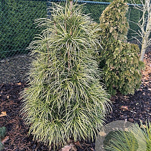 Sciadopitys verticillata 'Shine a Light' 50-60 cm 7,5L