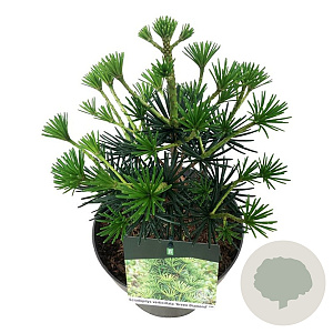 Sciadopitys vert. Green Diamond 30-40 cm 4,5L