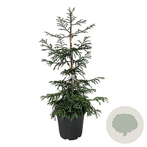 Sequoia s. 'Cantab' 100-125 cm 30L extra