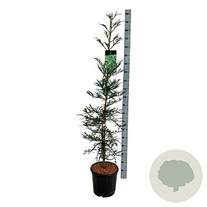 Sequoia s. 'Xeno' 150-175 cm 15L