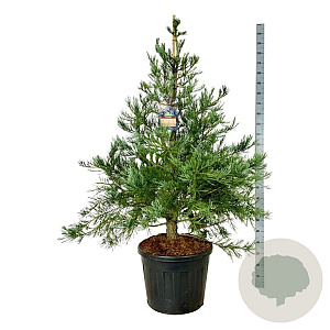 Sequoiadendron g. 'H. Mammoth One' 150-175 cm cont. 90L extra