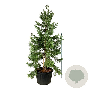 Sequoiadendron g. 'H. Mamm. Three' 250-300 cm cont. 230L solitair