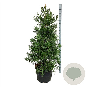 Sequoiadendron g. 'H. Mammoth Two' 225-250 cm cont. 230L solitair