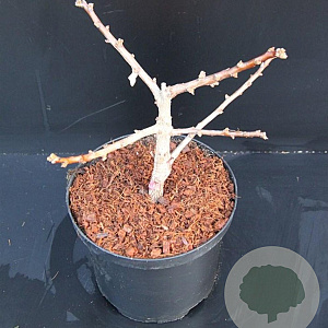 Ginkgo bil. 'Mariken' 25-30 cm 5,0L