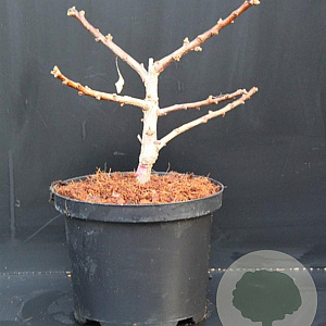 Ginkgo bil. 'Mariken' 25-30 cm 5,0L