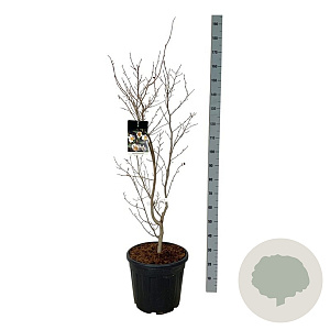 Stewartia pseudocamellia 100-125 cm 30L extra