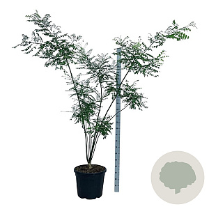 Styphnolobium japonicum 170-200 cm cont. 55L extra