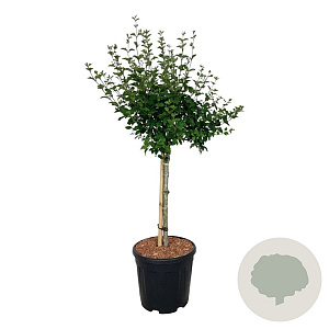 Syringa Bloomerang Pink Perfume 60 cm stam 15L