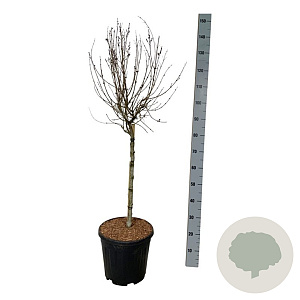 Syringa Bloomerang Pink Perfume 60 cm stam 15L