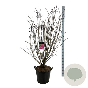 Syringa v. 'And. an Ludwig Späth' 150-175 cm cont. 55L extra