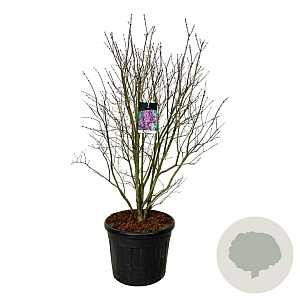 Syringa v. 'Charles Joly' 175-200 cm cont. 90L extra