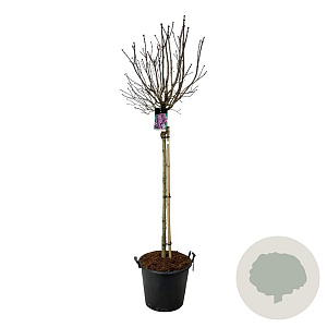 Syringa v. 'Charles Joly' 120 cm stam cont. 55L extra