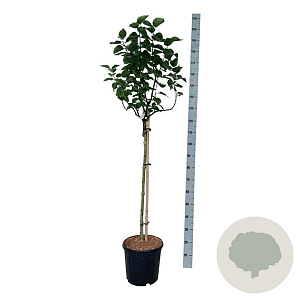 Syringa v. 'Lila Wonder' 90 cm stam 15L