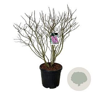 Syringa v. 'Michel Buchner' 100-125 cm cont. 55L extra