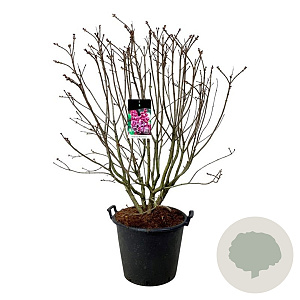Syringa v. 'Michel Buchner' 125-150 cm cont. 55L extra