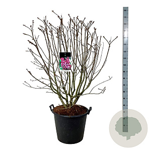 Syringa v. 'Michel Buchner' 125-150 cm cont. 55L extra