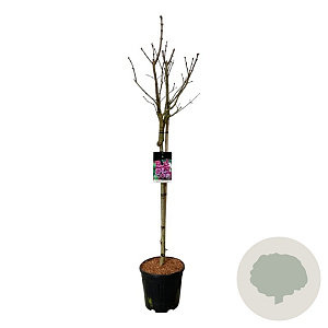 Syringa v. 'Michel Buchner' 90 cm stam 15L