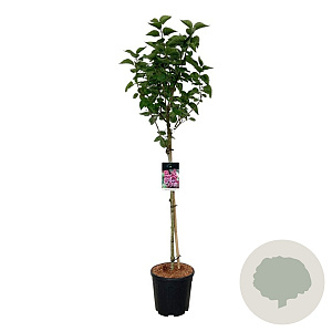 Syringa v. 'Michel Buchner' 90 cm stam 15L