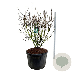 Syringa v. 'Mme Lemoine' 150-175 cm cont. 230L solitair