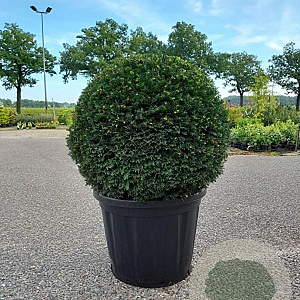 Taxus baccata 80 cm container bol