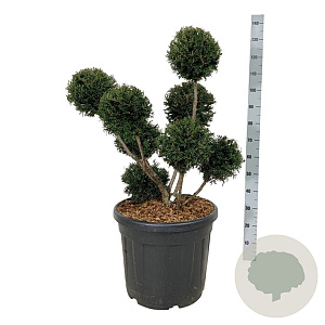 Taxus b. 'Höpken's Gigant' 60-80 cm cont. 55L multi bol