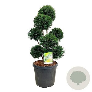 Taxus b. 'Höpken's Gigant' 80-100 cm cont. 55L multi bol