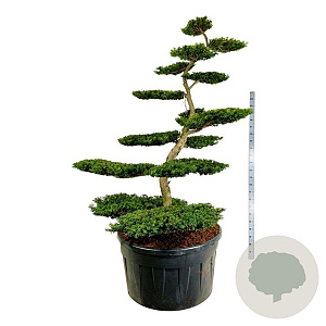 Taxus b. 'Summergold' 200-225 cm cont. 500L bonsai