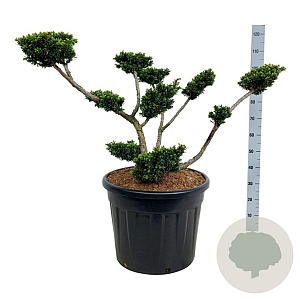 Taxus cuspidata nana 60+ cm stam 5,0L 2jr.kroon