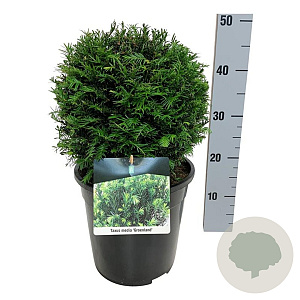 Taxus media 'Groenland' 25-30 cm 6,5L bol