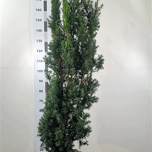 Taxus media 'Hicksii' 120-140 cm met kluit extra