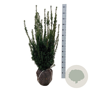 Taxus media 'Hillii' 80-100 cm met kluit extra