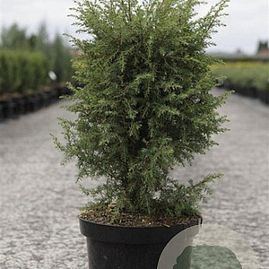Juniperus comm. 'Hibernica' 60-80 cm 7,5L