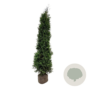 Thuja occidentalis 'King of Brabant' 200-225 cm met kluit extra