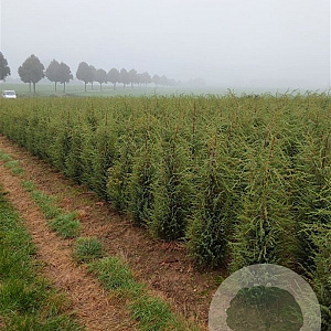 Juniperus comm. 'Hibernica' 80-100 cm met kluit