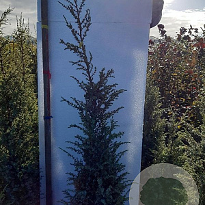 Juniperus comm. 'Hibernica' 80-100 cm met kluit