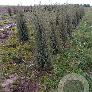 Juniperus comm. 'Hibernica' 80-100 cm met kluit