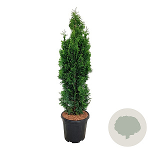 Thuja occ. 'Degroot's Spire' 100-120 cm 15L