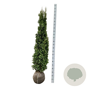 Thuja occ. 'Degroot's Spire' 160-180 cm met kluit extra